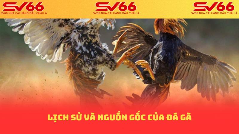 Lịch sử và nguồn gốc của đá gà