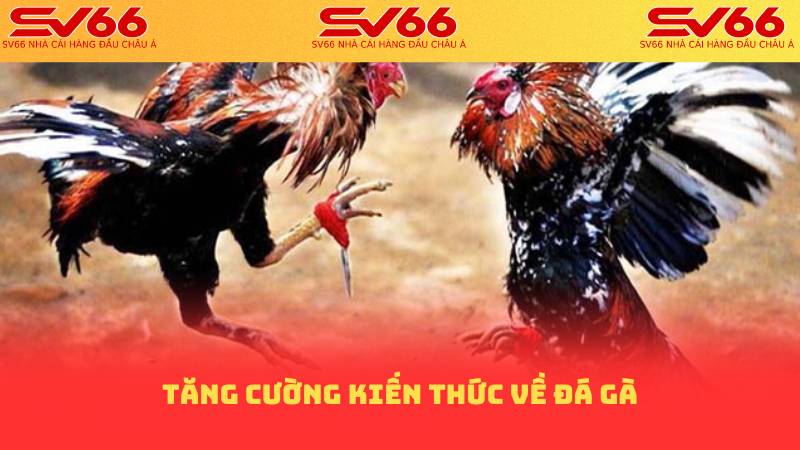 Tăng cường kiến thức về đá gà