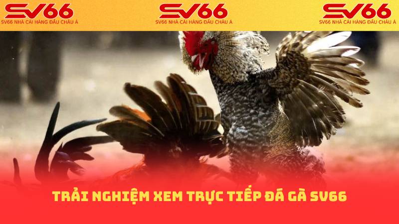 Trải nghiệm xem trực tiếp đá gà sv66